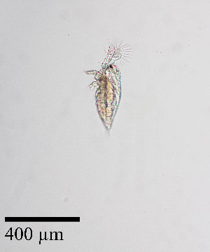  ( - PanCan-0158)  @11 [ ] by-nc-sa (2025) Smithsonian Tropical Research Institute Smithsonian Tropical Research Institute