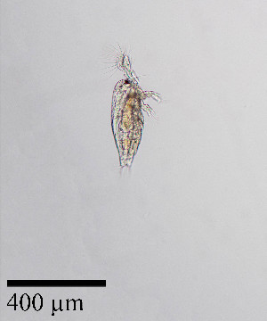 ( - PanCan-0158)  @11 [ ] by-nc-sa (2025) Smithsonian Tropical Research Institute Smithsonian Tropical Research Institute