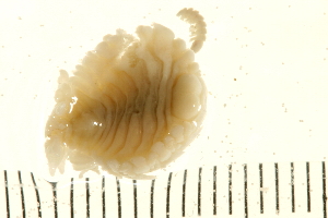  ( - HLC-23997_parasite)  @13 [ ] CreativeCommons - Attribution (2008) CBG Photography Group Centre for Biodiversity Genomics