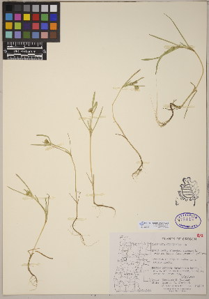  (Lasthenia glaberrima - CCDB-23364-C05)  @11 [ ] CreativeCommons - Attribution (2014) Linda Jennings University of British Columbia