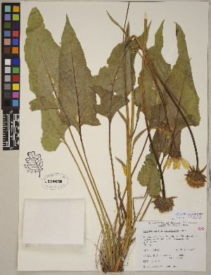  (Balsamorhiza deltoidea - CCDB-23364-D01)  @11 [ ] CreativeCommons - Attribution (2014) Linda Jennings University of British Columbia