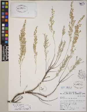  (Artemisia tridentata subsp. tridentata - CCDB-23364-F01)  @11 [ ] CreativeCommons - Attribution (2014) Linda Jennings University of British Columbia