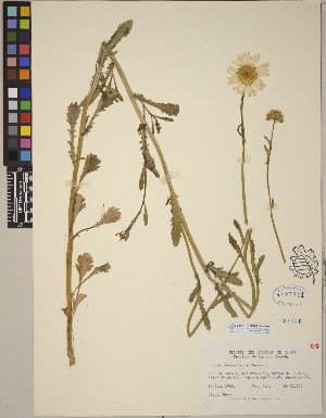  (Chrysanthemum leucanthemum - CCDB-23364-F06)  @11 [ ] CreativeCommons - Attribution (2014) Linda Jennings University of British Columbia