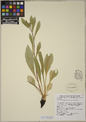  (Pyrrocoma carthamoides var. carthamoides - CCDB-23364-G10)  @11 [ ] CreativeCommons - Attribution (2014) Linda Jennings University of British Columbia
