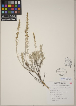  (Artemisia tripartita - CCDB-23364-H01)  @11 [ ] CreativeCommons - Attribution (2014) Linda Jennings University of British Columbia