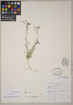  (Boechera lyallii x microphylla - CCDB-23366-A11)  @11 [ ] CreativeCommons - Attribution (2014) Linda Jennings University of British Columbia