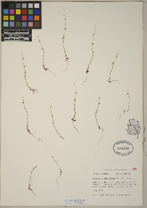  (Pectocarya penicillata - CCDB-23366-B08)  @11 [ ] CreativeCommons - Attribution (2014) Linda Jennings University of British Columbia