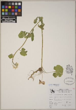  (Cardamine cordifolia - CCDB-23366-B12)  @11 [ ] CreativeCommons - Attribution (2014) Linda Jennings University of British Columbia