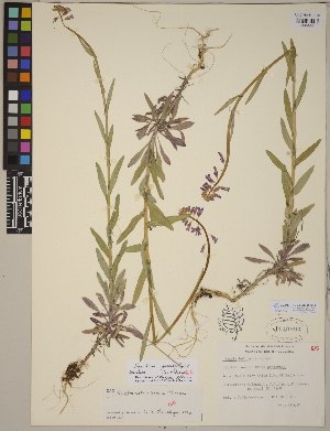  (Boechera sparsiflora - CCDB-23366-E12)  @11 [ ] CreativeCommons - Attribution (2014) Linda Jennings University of British Columbia