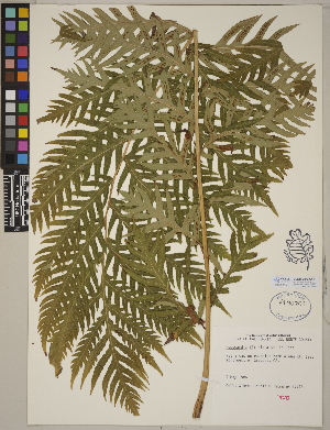  (Woodwardia fimbriata - CCDB-23366-F01)  @11 [ ] CreativeCommons - Attribution (2014) Linda Jennings University of British Columbia
