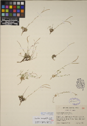  (Boechera microphylla - CCDB-23366-H12)  @11 [ ] CreativeCommons - Attribution (2014) Linda Jennings University of British Columbia