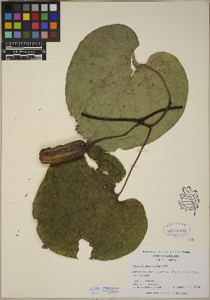  (Aristolochia durior - CCDB-23388-B05)  @11 [ ] CreativeCommons - Attribution (2014) Linda Jennings University of British Columbia