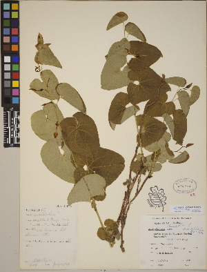  (Aristolochia tomentosa - CCDB-23388-D05)  @11 [ ] CreativeCommons - Attribution (2014) Linda Jennings University of British Columbia