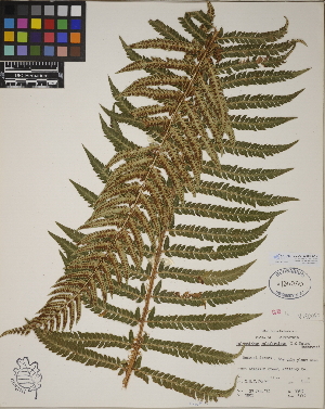  (Polystichum californicum - CCDB-23388-G12)  @11 [ ] CreativeCommons - Attribution (2014) Linda Jennings University of British Columbia