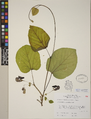  (Aristolochia macrophylla - CCDB-23388-H06)  @11 [ ] CreativeCommons - Attribution (2014) Linda Jennings University of British Columbia