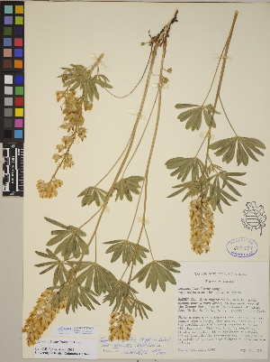  (Lupinus arbustus - CCDB-23390-A05)  @11 [ ] CreativeCommons - Attribution (2014) Linda Jennings University of British Columbia