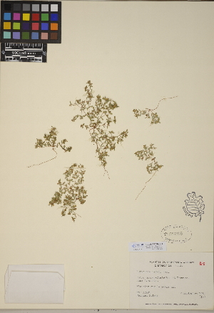  (Euphorbia geyeri - CCDB-23390-C03)  @11 [ ] CreativeCommons - Attribution (2014) Linda Jennings University of British Columbia