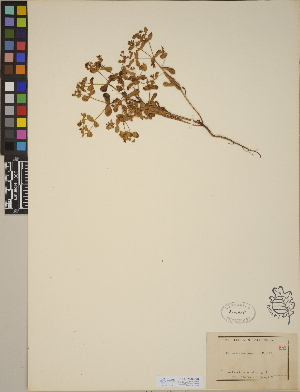  (Euphorbia dictyosperma - CCDB-23390-C04)  @11 [ ] CreativeCommons - Attribution (2014) Linda Jennings University of British Columbia