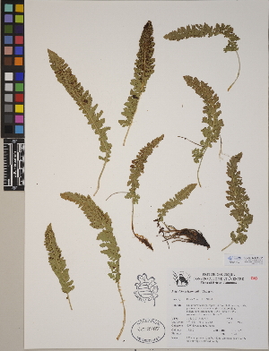  (Polystichum lemmonii - CCDB-23390-D01)  @11 [ ] CreativeCommons - Attribution (2014) Linda Jennings University of British Columbia