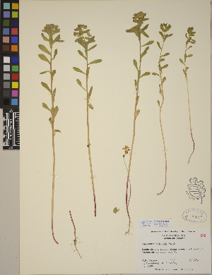  (Euphorbia obtusata - CCDB-23390-D04)  @11 [ ] CreativeCommons - Attribution (2014) Linda Jennings University of British Columbia
