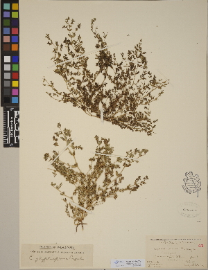  (Euphorbia humistrata - CCDB-23390-G04)  @11 [ ] CreativeCommons - Attribution (2014) Linda Jennings University of British Columbia