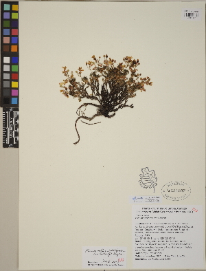  (Phemeranthus - CCDB-24905-B09)  @11 [ ] CreativeCommons - Attribution (2014) Linda Jennings University of British Columbia