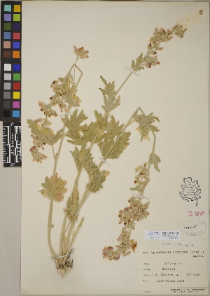  (Sphaeralcea munroana - CCDB-24905-D06)  @11 [ ] CreativeCommons - Attribution (2014) Linda Jennings University of British Columbia