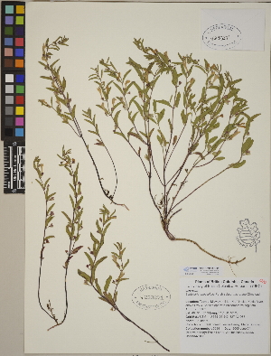  (Scutellaria angustifolia - CCDB-24905-G01)  @11 [ ] CreativeCommons - Attribution (2014) Linda Jennings University of British Columbia