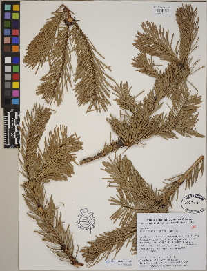 (Abies grandis - CCDB-24910-C12)  @11 [ ] CreativeCommons - Attribution (2014) Linda Jennings University of British Columbia