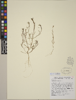  (Gayophytum racemosum - CCDB-24910-E02)  @11 [ ] CreativeCommons - Attribution (2014) Linda Jennings University of British Columbia
