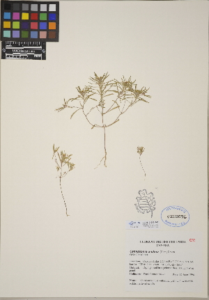  (Camissonia andina - CCDB-24910-F03)  @11 [ ] CreativeCommons - Attribution (2014) Linda Jennings University of British Columbia