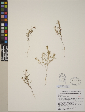  (Gayophytum humile - CCDB-24910-G02)  @11 [ ] CreativeCommons - Attribution (2014) Linda Jennings University of British Columbia