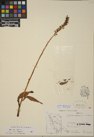  (Platanthera elegans - CCDB-24910-H06)  @11 [ ] CreativeCommons - Attribution (2014) Linda Jennings University of British Columbia