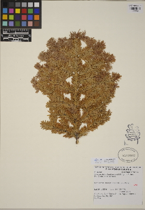  (Abies amabilis - CCDB-24910-H12)  @11 [ ] CreativeCommons - Attribution (2014) Linda Jennings University of British Columbia
