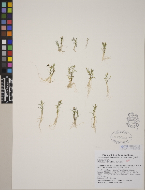  (Gratiola ebracteata - CCDB-24911-A02)  @11 [ ] CreativeCommons - Attribution (2014) Linda Jennings University of British Columbia