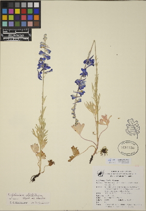  (Delphinium distichum - CCDB-24912-D11)  @11 [ ] CreativeCommons - Attribution (2014) Linda Jennings University of British Columbia