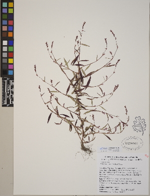  (Persicaria minor - CCDB-24912-H06)  @11 [ ] CreativeCommons - Attribution (2014) Linda Jennings University of British Columbia