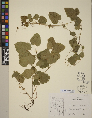  (Rubus nivalis - CCDB-24913-A06)  @11 [ ] CreativeCommons - Attribution (2014) Linda Jennings University of British Columbia