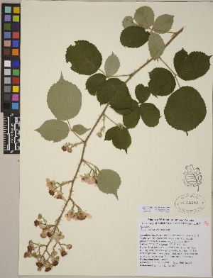  (Rubus vestitus - CCDB-24913-F07)  @11 [ ] CreativeCommons - Attribution (2014) Linda Jennings University of British Columbia