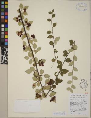 (Cotoneaster dielsianus - CCDB-24913-G04)  @11 [ ] CreativeCommons - Attribution (2014) Linda Jennings University of British Columbia