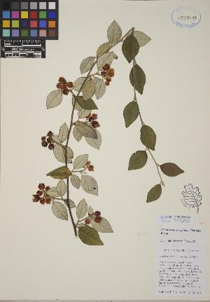  (Cotoneaster sternianus - CCDB-24915-D05)  @11 [ ] CreativeCommons - Attribution (2014) Linda Jennings University of British Columbia