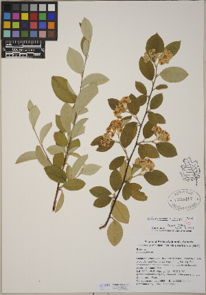  (Cotoneaster crispii - CCDB-24915-E06)  @11 [ ] CreativeCommons - Attribution (2014) Linda Jennings University of British Columbia