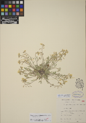  (Physaria arenosa - CCDB-24916-B03)  @11 [ ] CreativeCommons - Attribution (2014) Linda Jennings University of British Columbia