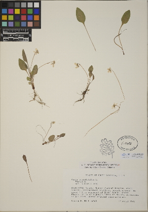  (Viola primulifolia - CCDB-24916-B12)  @11 [ ] CreativeCommons - Attribution (2014) Linda Jennings University of British Columbia