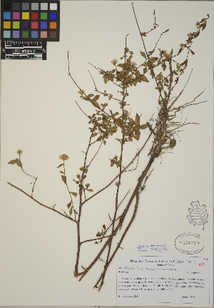  (Symphyotrichum racemosum - CCDB-24916-C11)  @11 [ ] CreativeCommons - Attribution (2014) Linda Jennings University of British Columbia