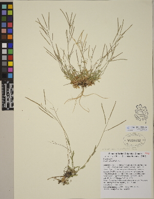  (Arabis microphylla - CCDB-24916-D03)  @11 [ ] CreativeCommons - Attribution (2014) Linda Jennings University of British Columbia