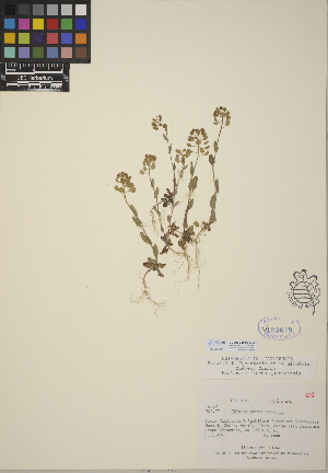  (Thlaspi perfoliatum - CCDB-24916-E03)  @11 [ ] CreativeCommons - Attribution (2014) Linda Jennings University of British Columbia