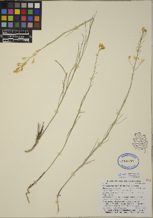  (Schoenocrambe linifolia - CCDB-24916-F12)  @11 [ ] CreativeCommons - Attribution (2014) Linda Jennings University of British Columbia