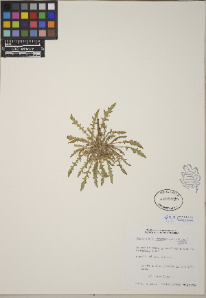  (Camissonia breviflora - CCDB-24917-D04)  @11 [ ] CreativeCommons - Attribution (2014) Linda Jennings University of British Columbia