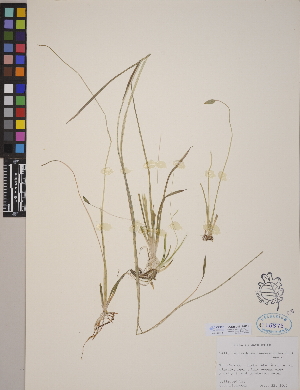  (Echinodorus ranunculoides - CCDB-24917-H01)  @11 [ ] CreativeCommons - Attribution (2014) Linda Jennings University of British Columbia